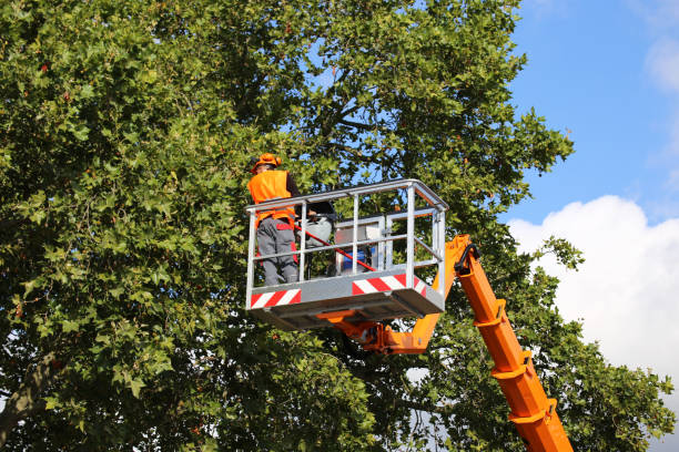 Best Tree Stump Removal  in Five Points, NC